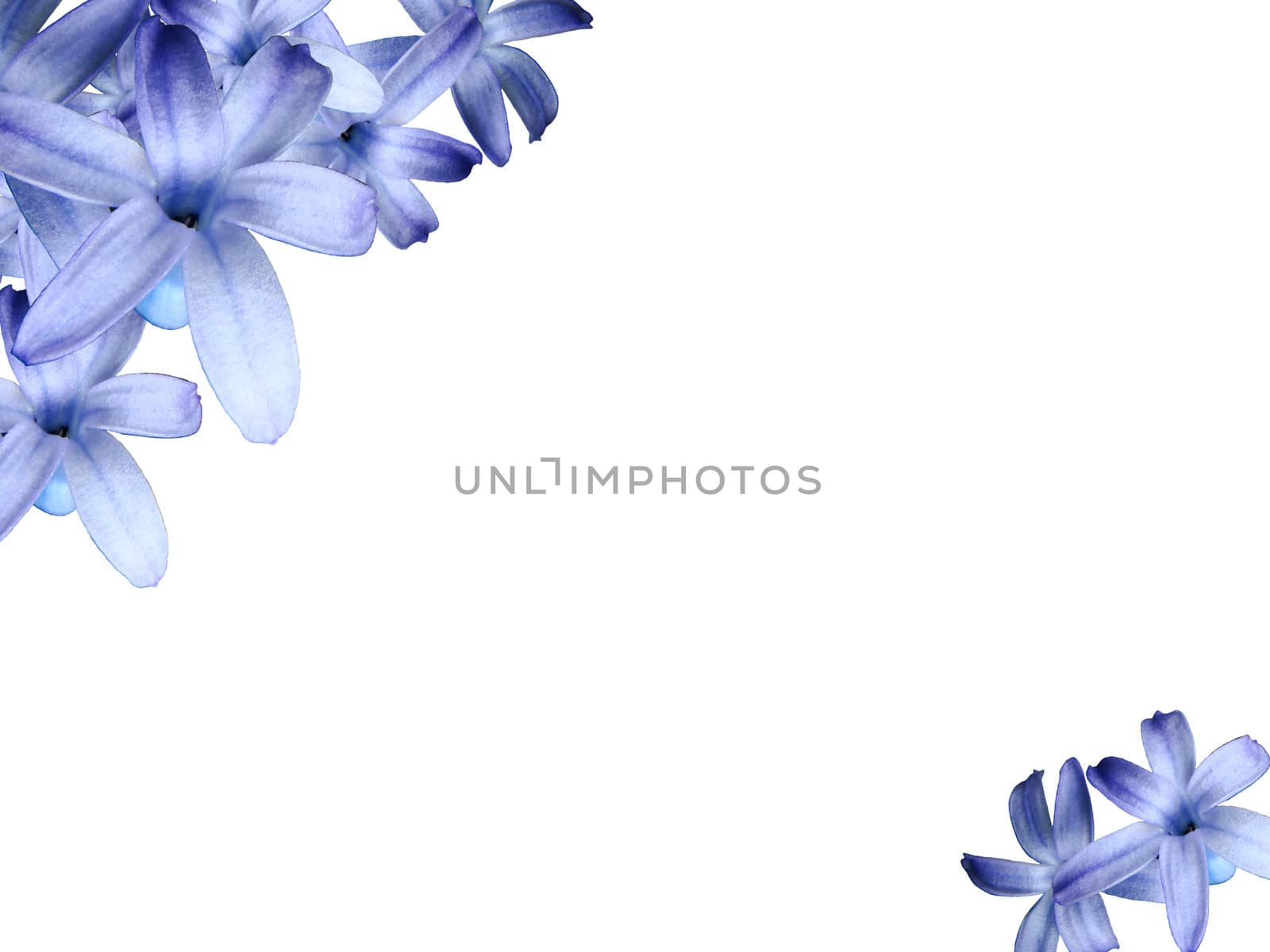 White greeting card background with blue hyacinth flowers.