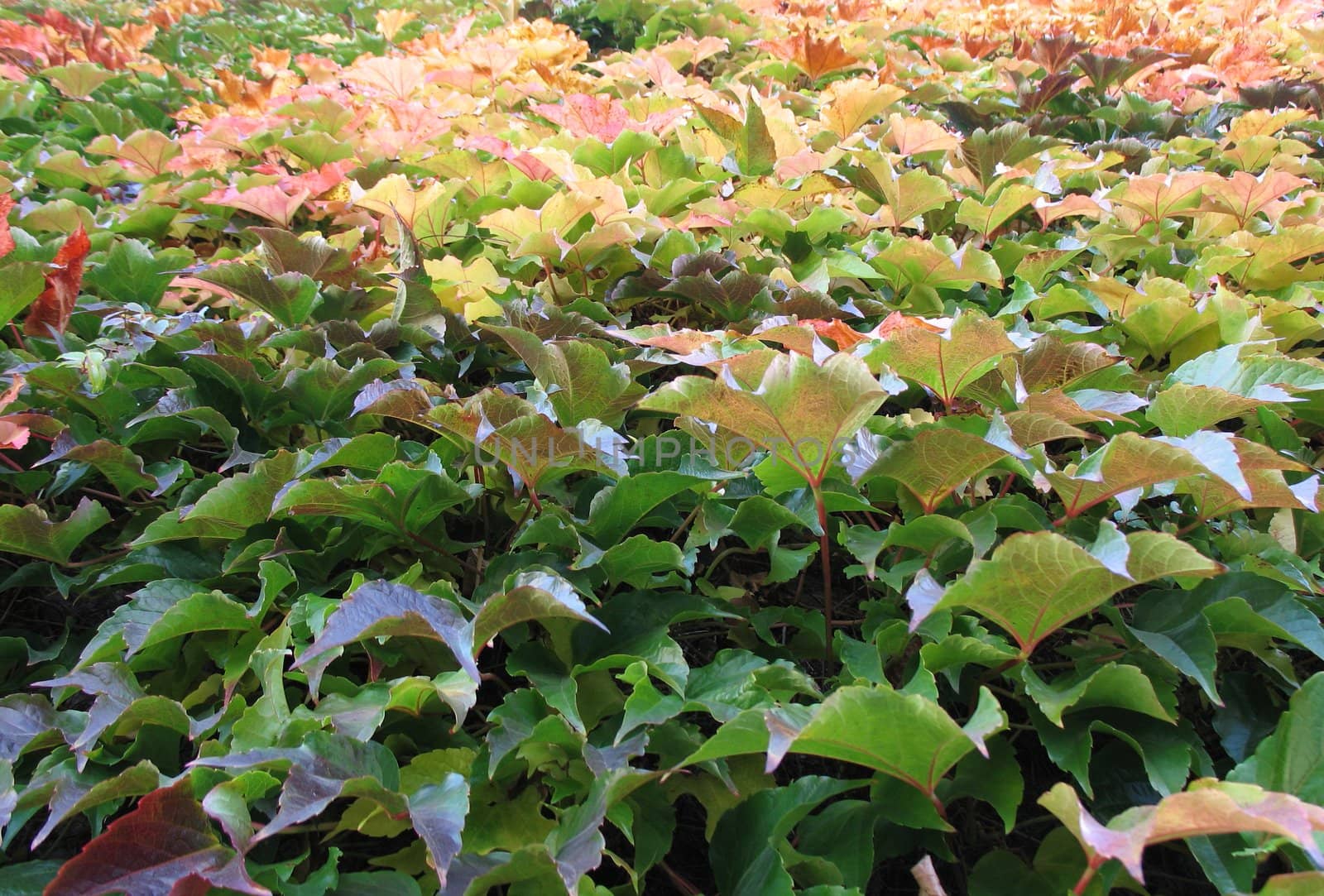 colorful climbing vine