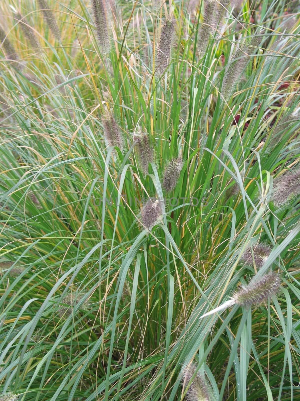 long green grass by mmm