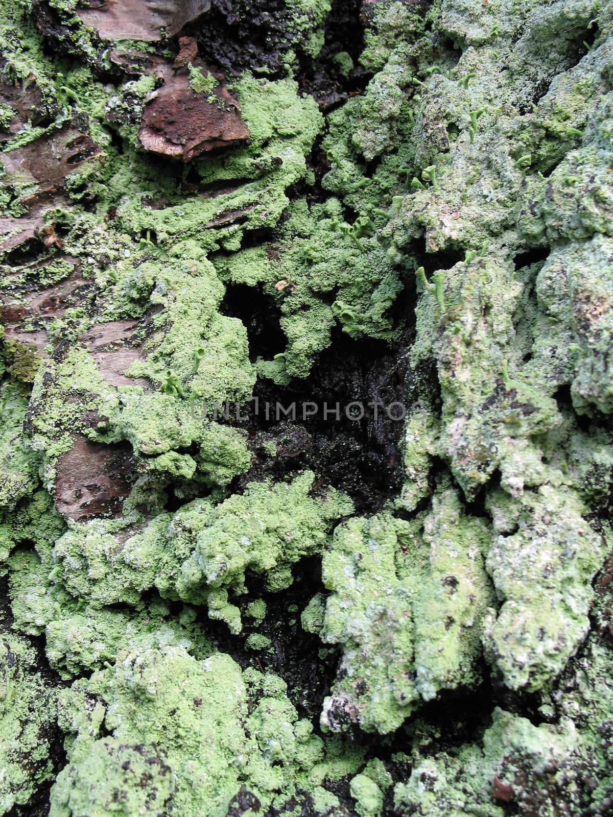 green moss close up