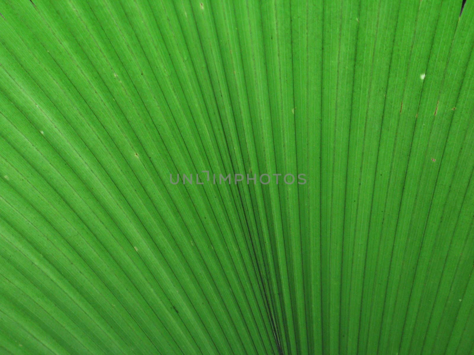 large green leaves by mmm