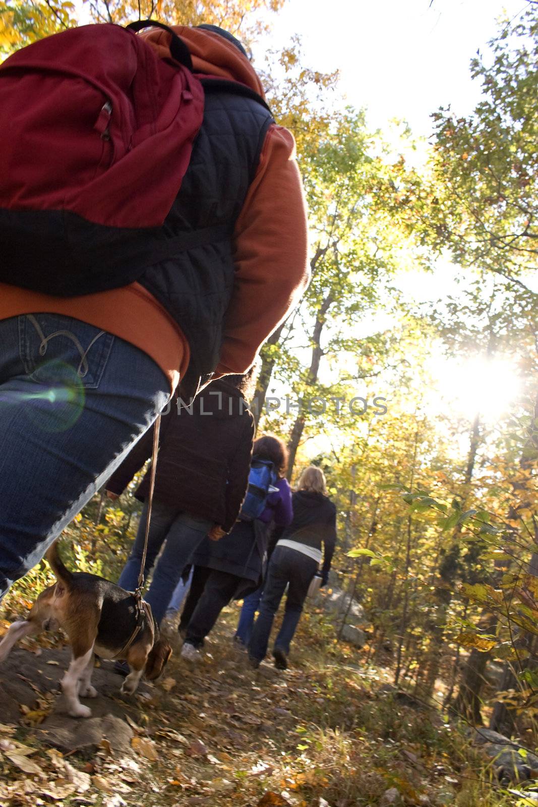 A young woman walking her dog through the woods with some friends.