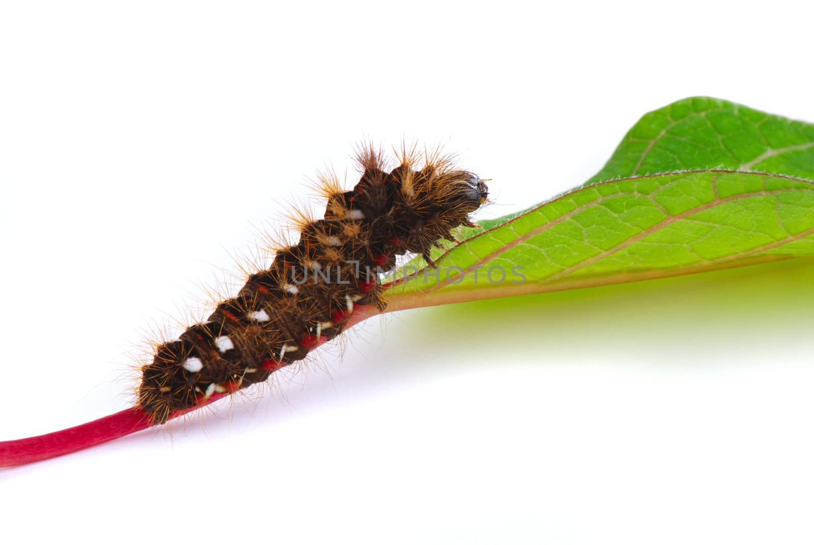 Caterpillar on leaf by Kamensky