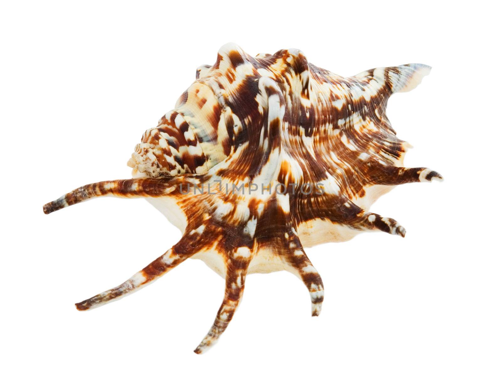 Brownish sea cockle-shell on a white background