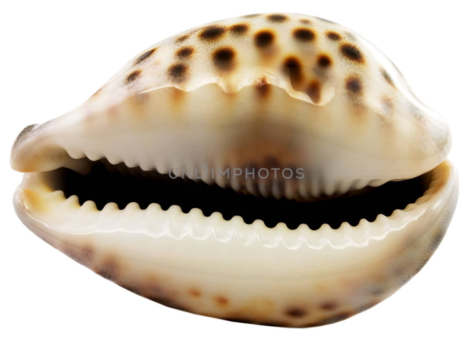 Sea cockle-shell on a white background