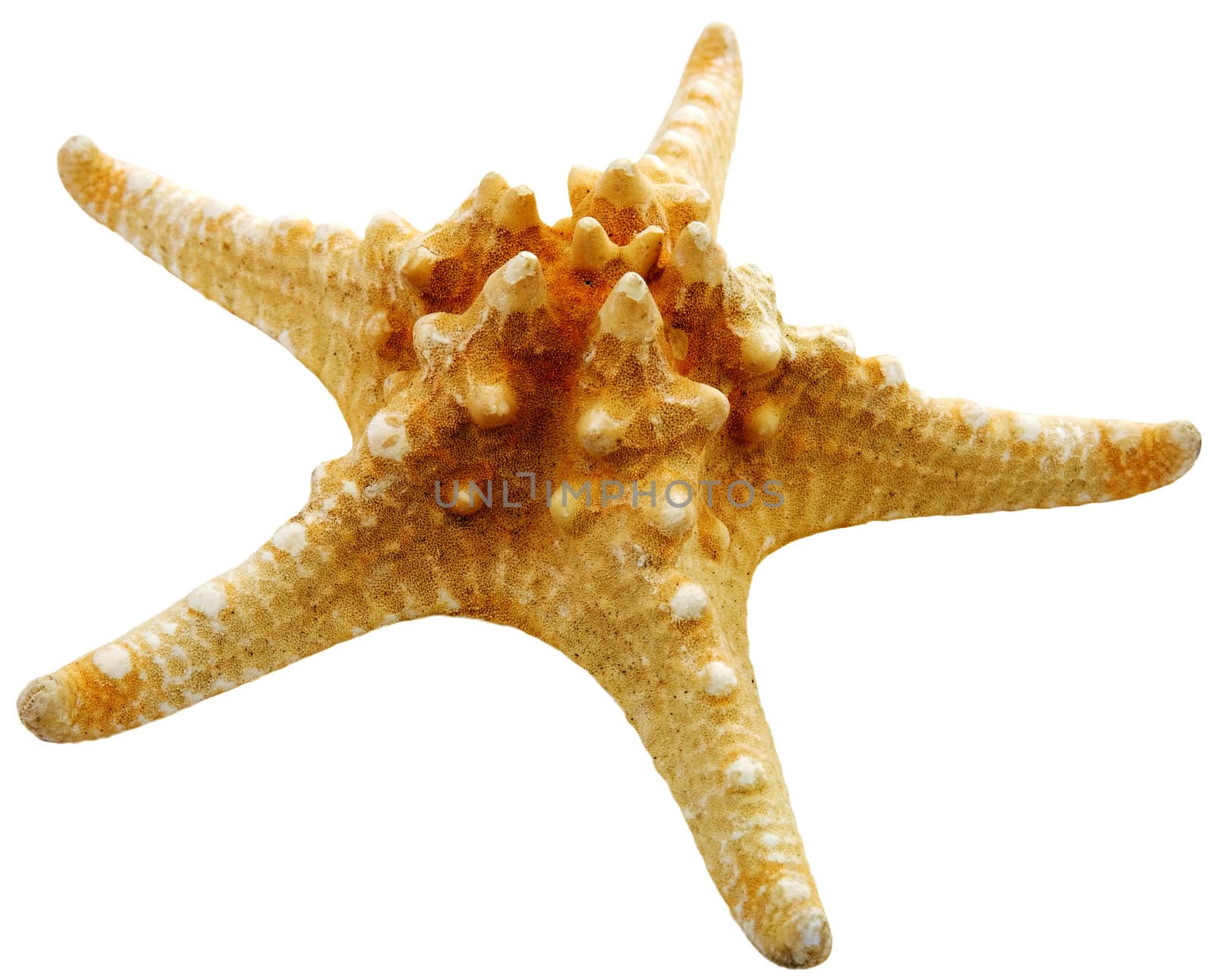 Starfish on a white background