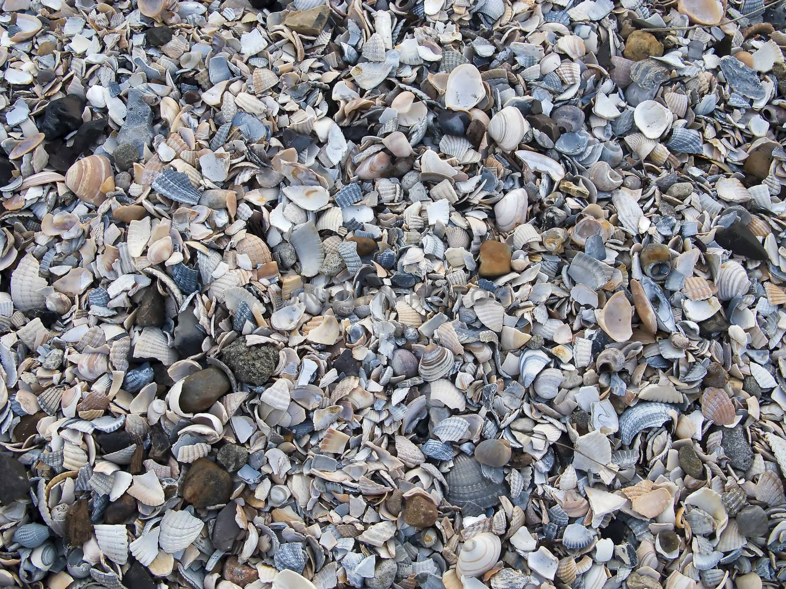 Shells and stones mixed