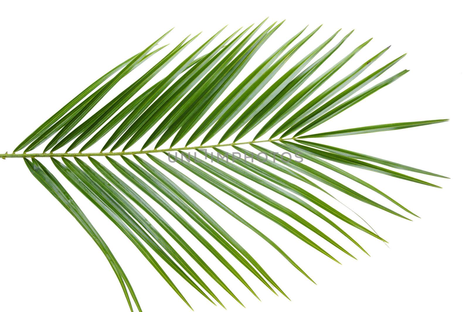 Green palm tree leaf isolated on white background