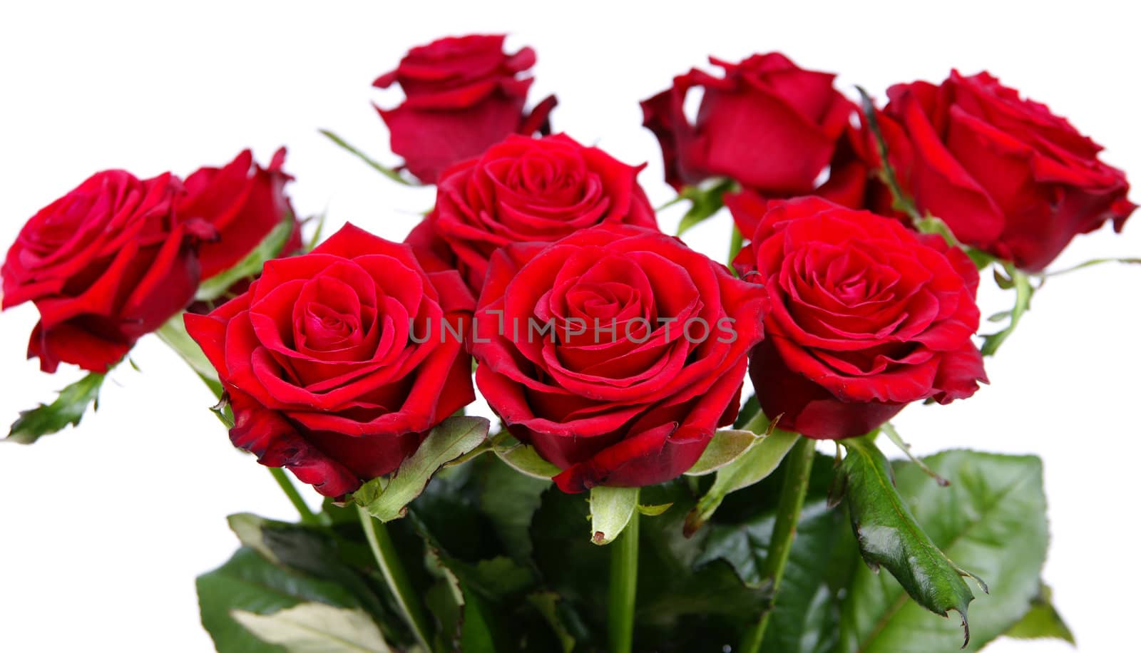 Bouquet of red fresh roses on white background