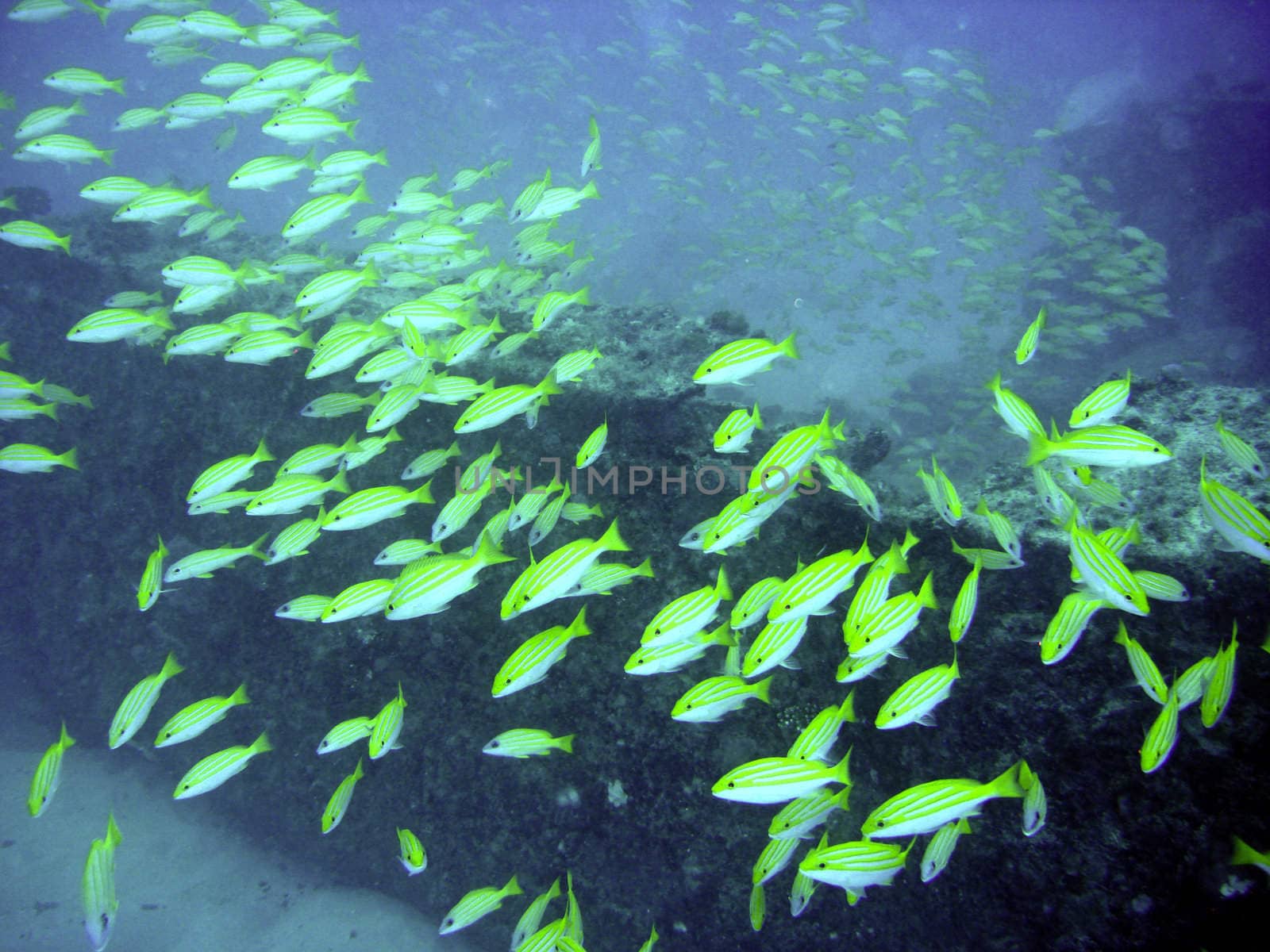 Blue banded snappers