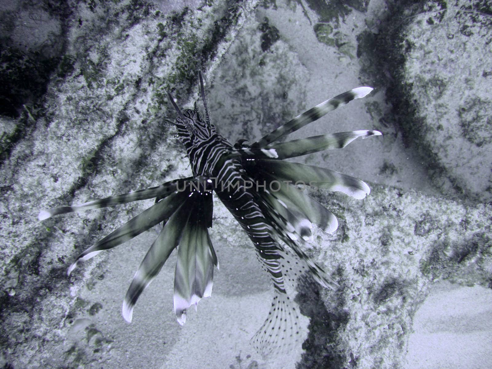 Lionfish / Devil firefish by ChrisAlleaume