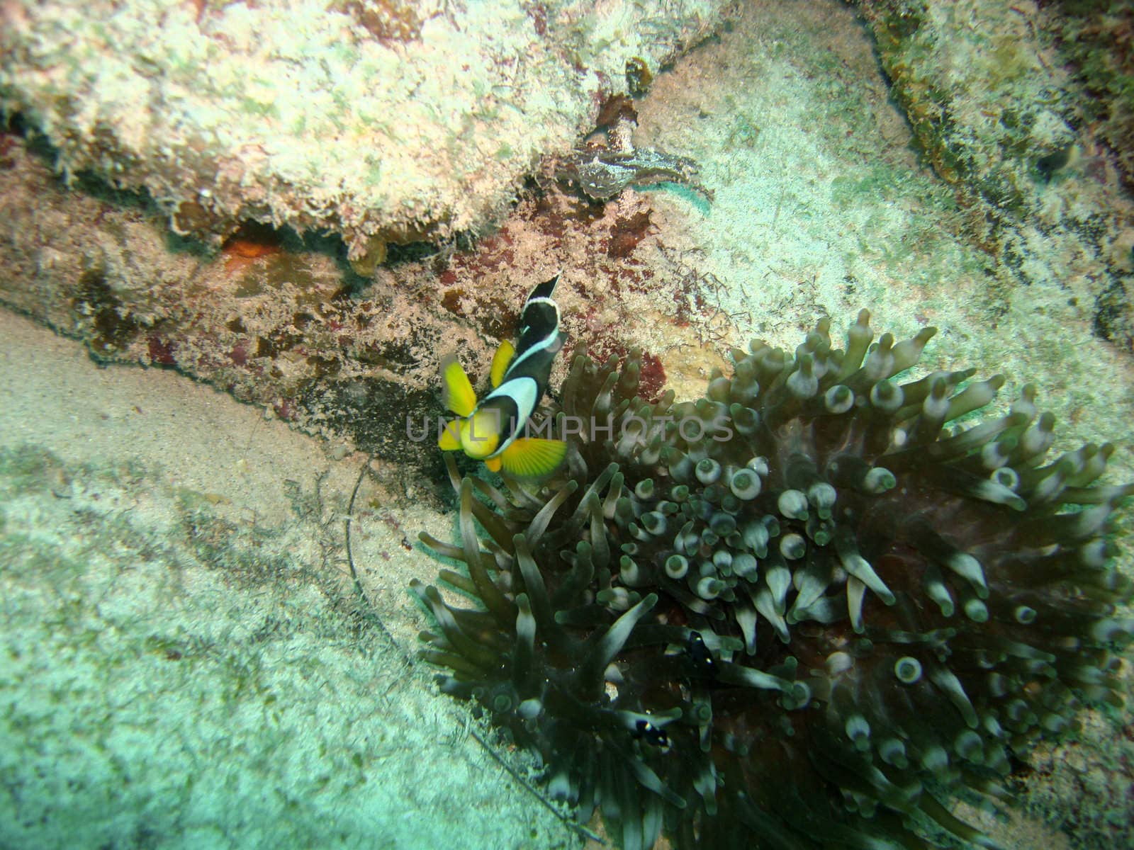 Dominoes and Anemone fish