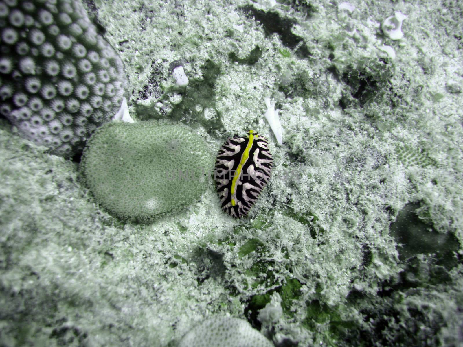 Nudibranch by ChrisAlleaume