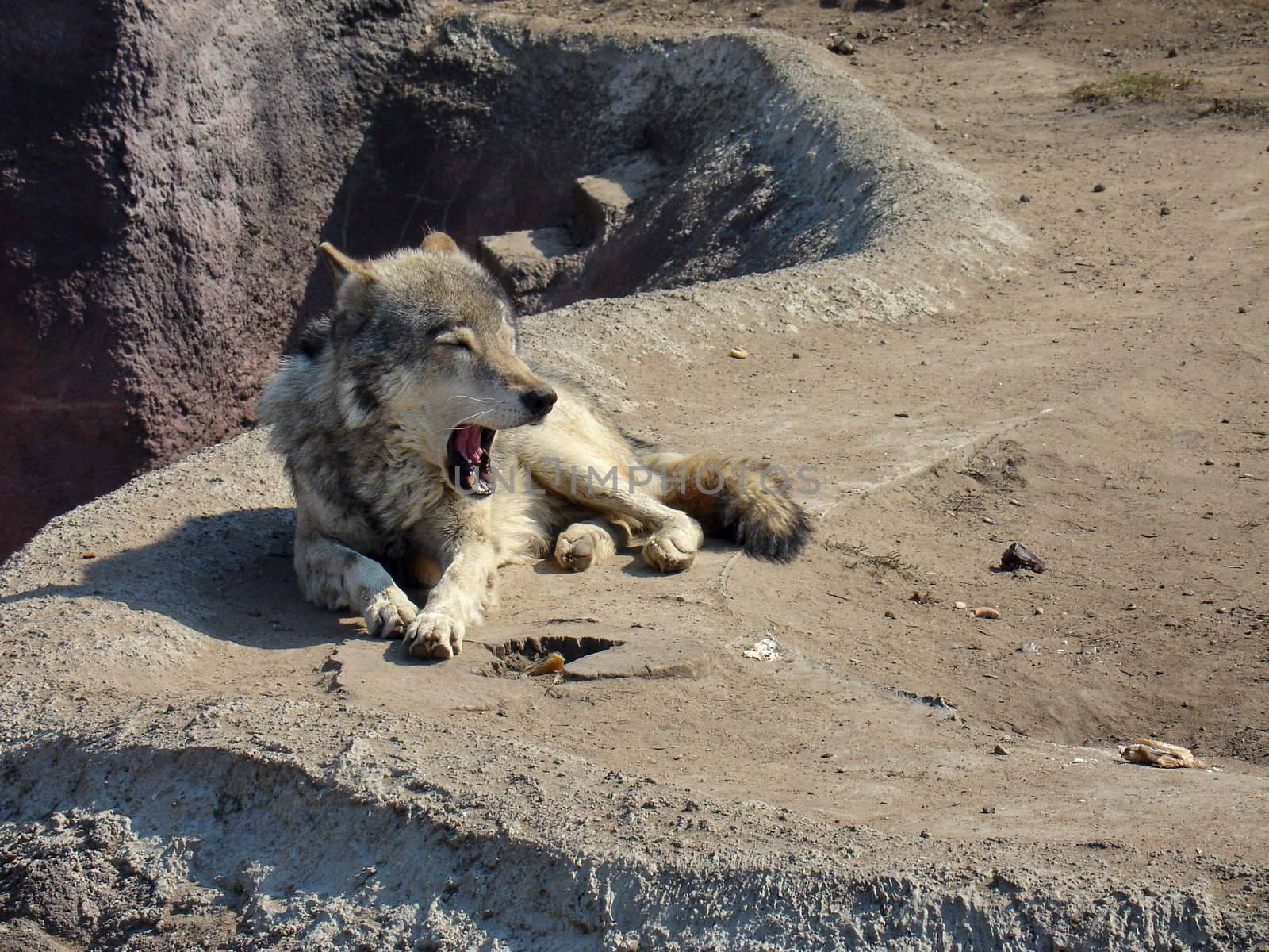 Yawning wolf by tomatto