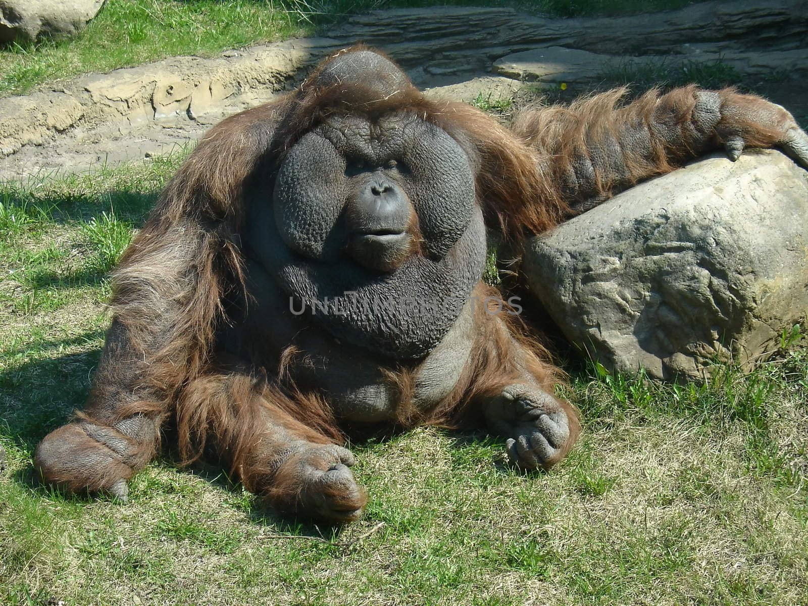 Strong orangutan sits at the Moscow zoo
