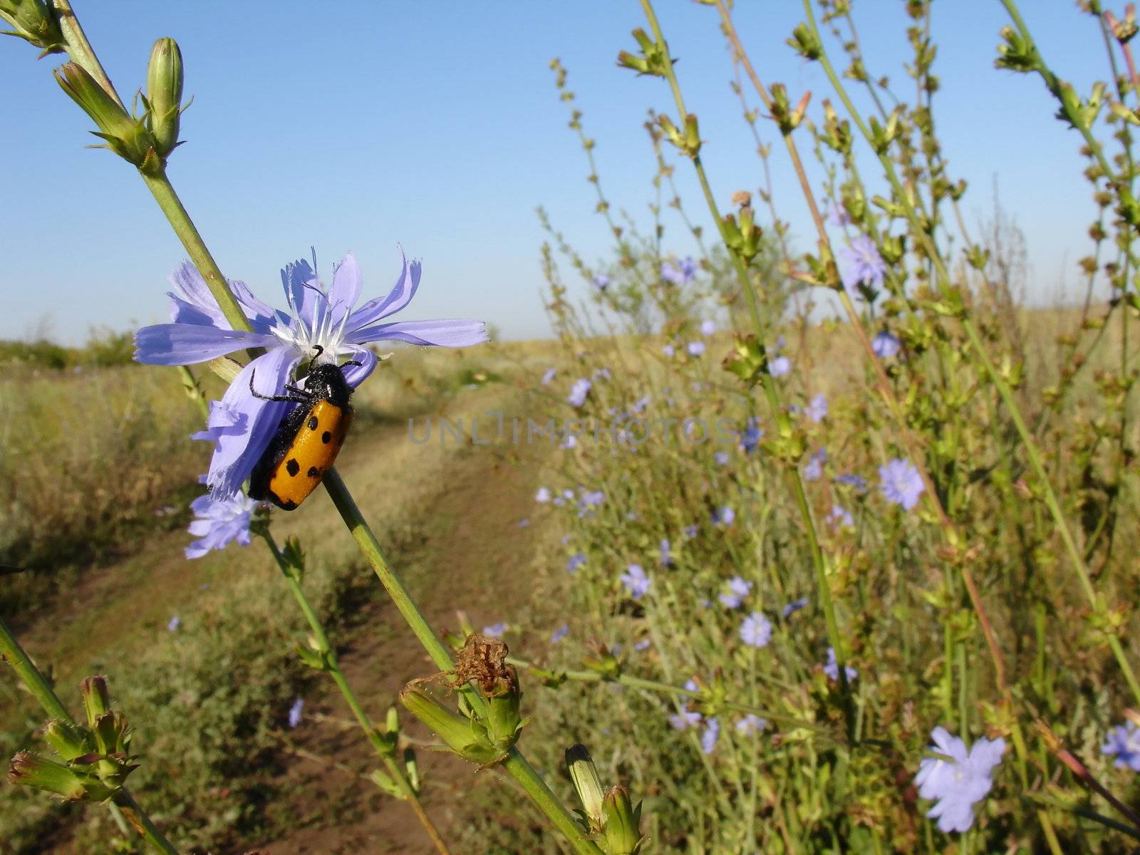 Motley bug sits on the chicory flower