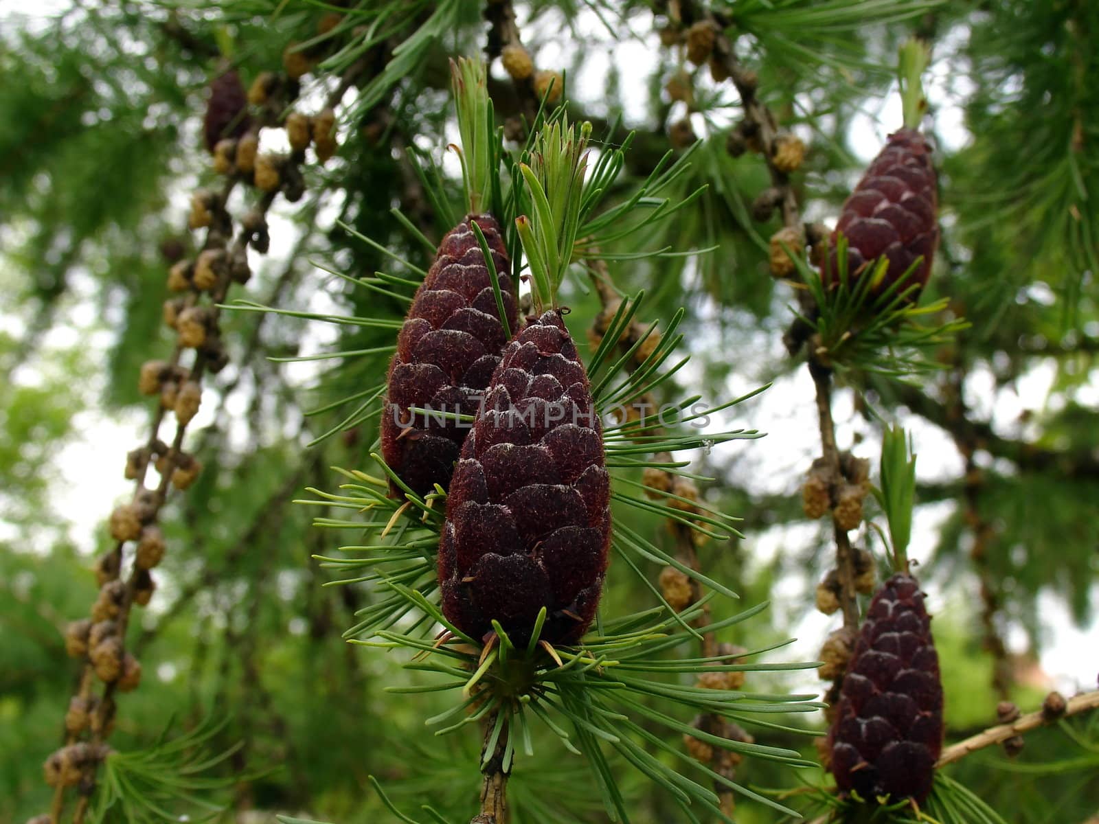 Single cone of the pine around the needles