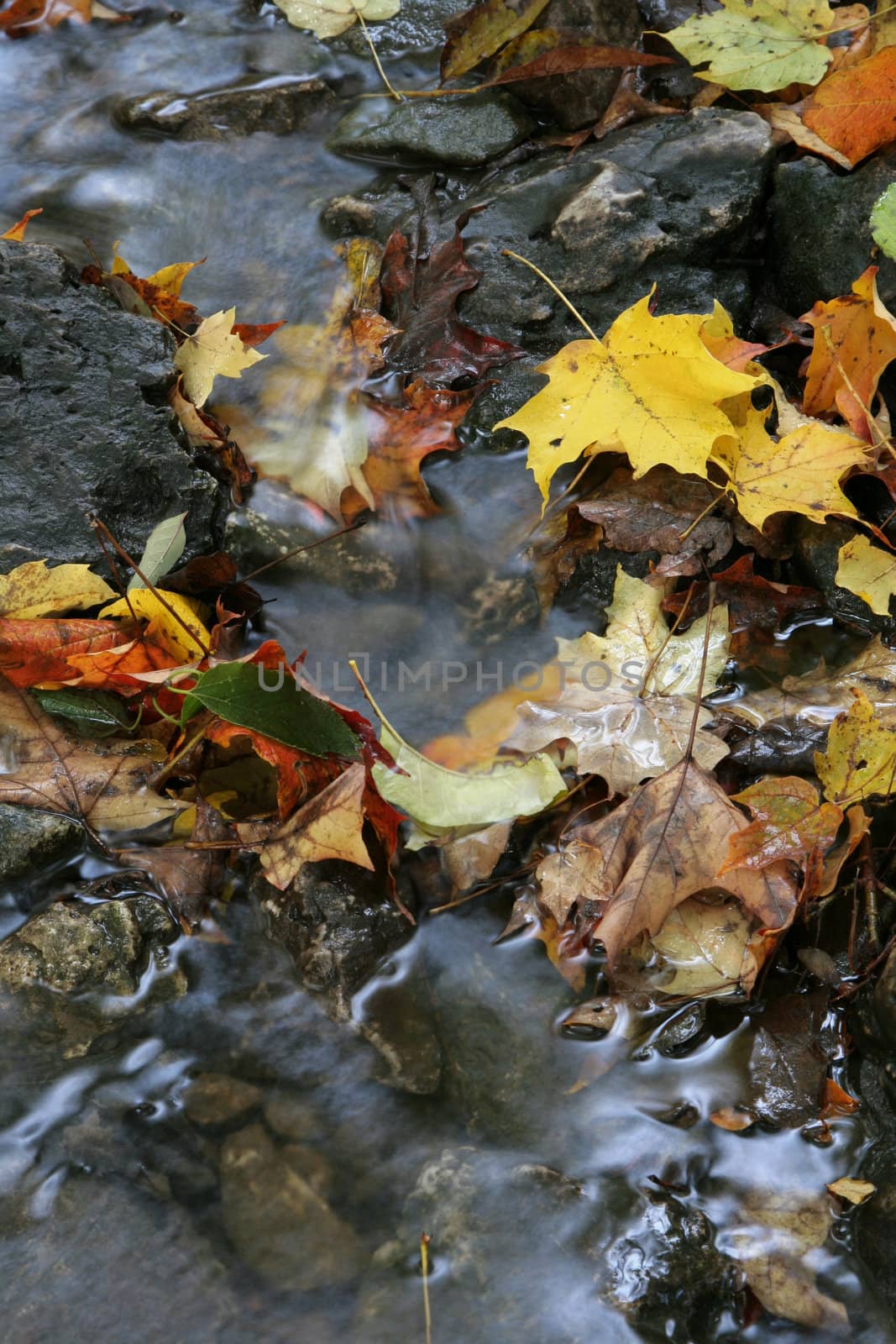 A closeup of a stream in autumn with lots of fallen leaves.  The shot was taken with a slow shutterspeed to  give the water it's milky look.
