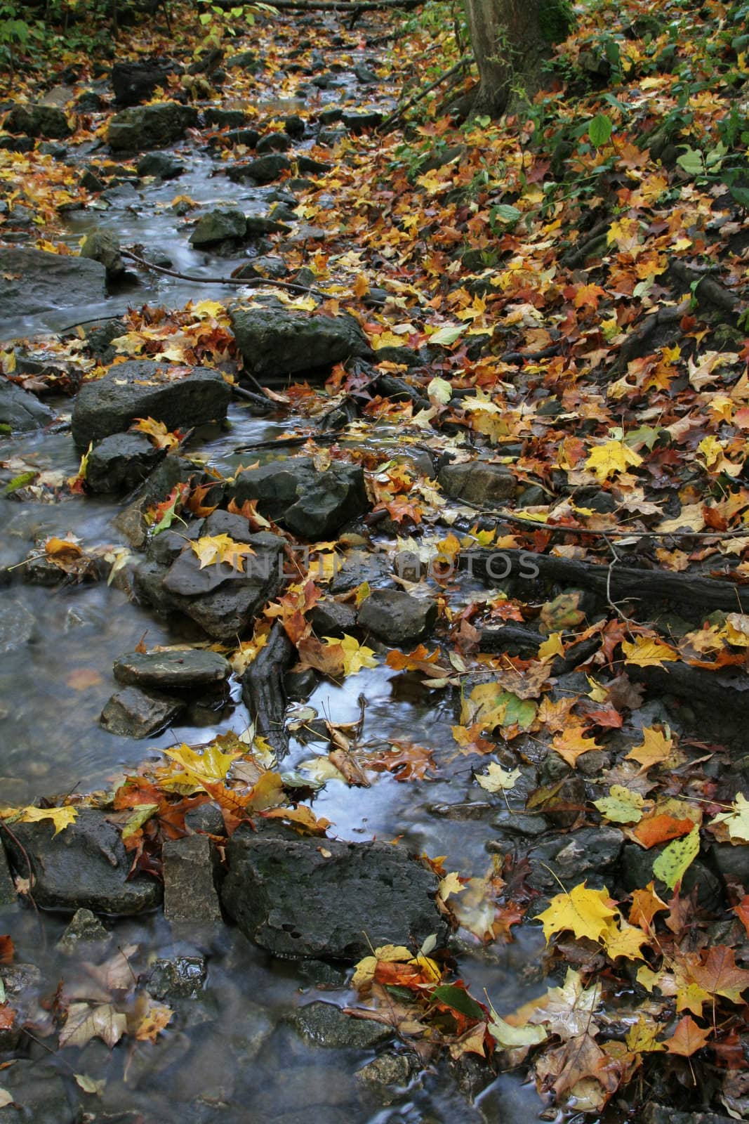 A stream shot during fall, sprinkled with leaves.