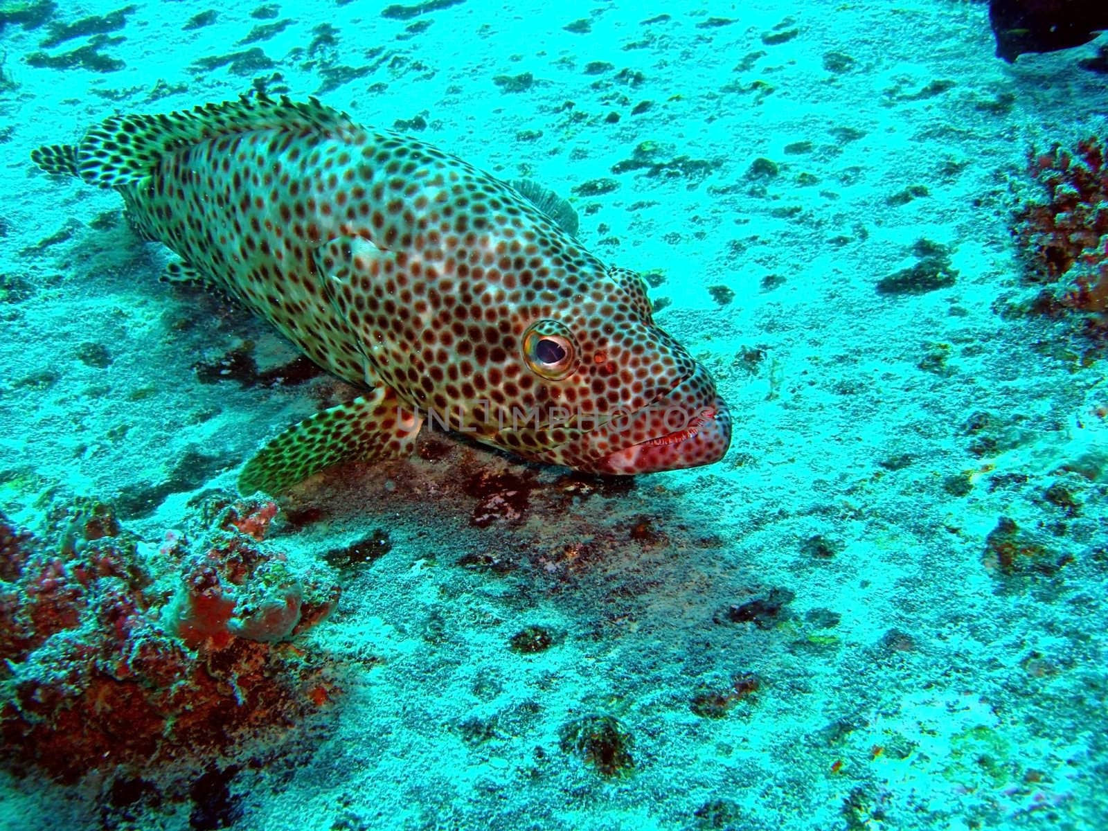 Greasy Grouper by ChrisAlleaume