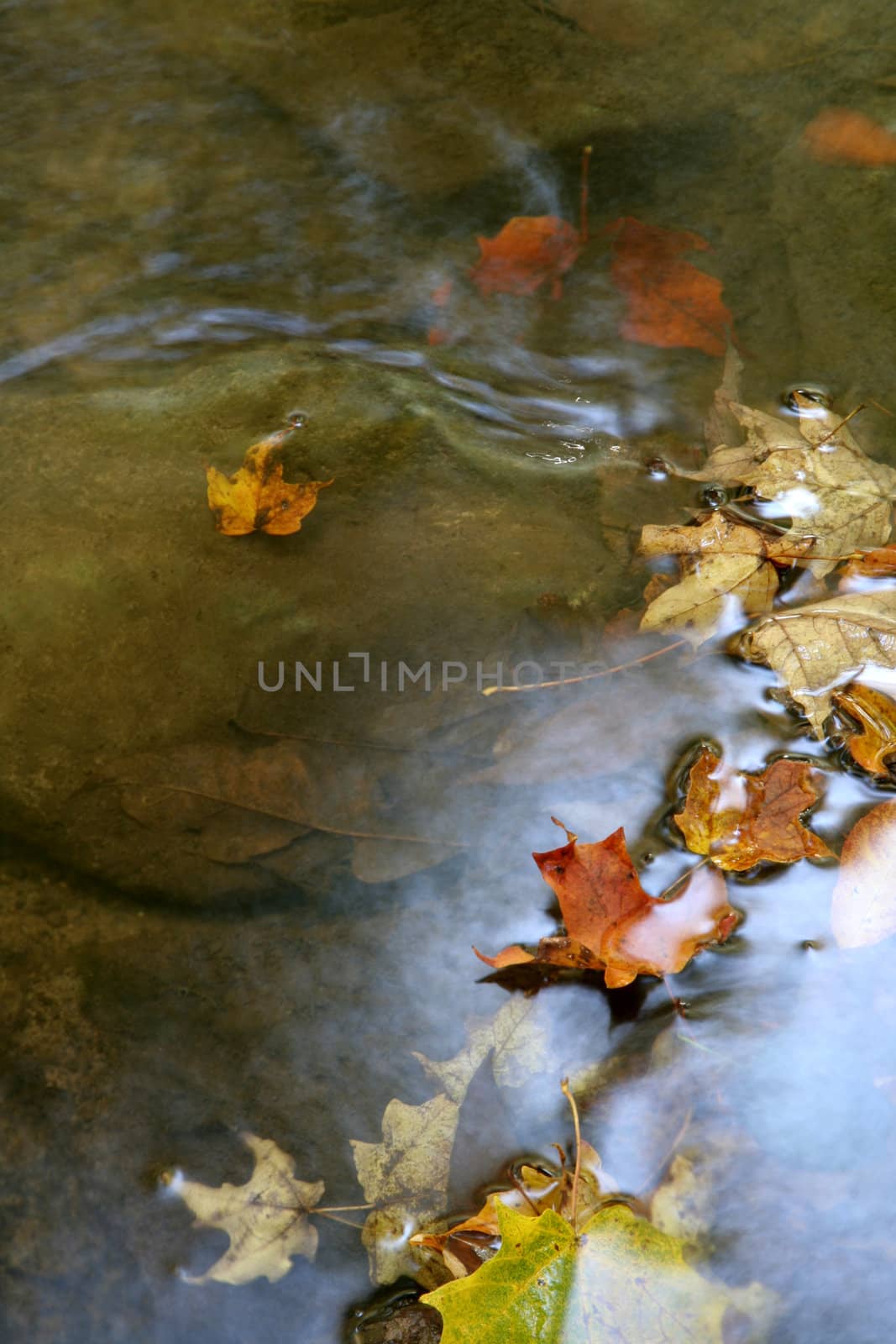 A bunch of maple leaves in a stream in autumn.  The shot was taken with a slow shutterspeed to  give the water it's milky look.
