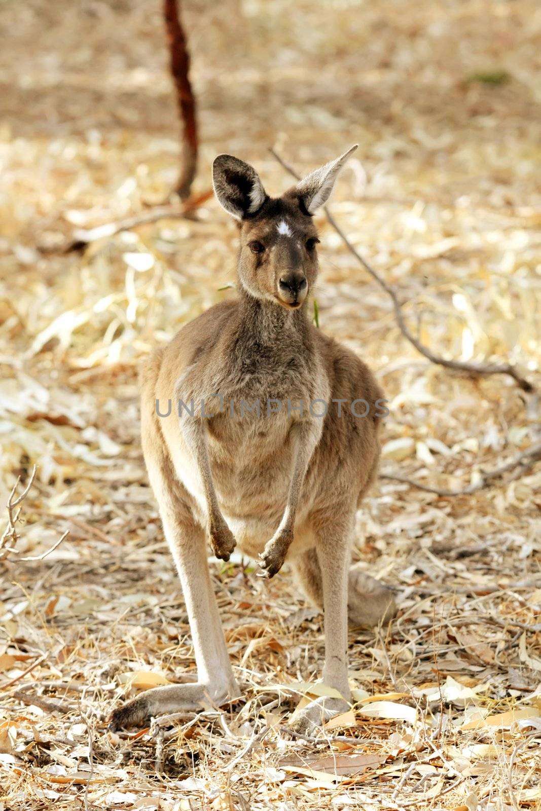 Cute Young Kangaroo by kentoh