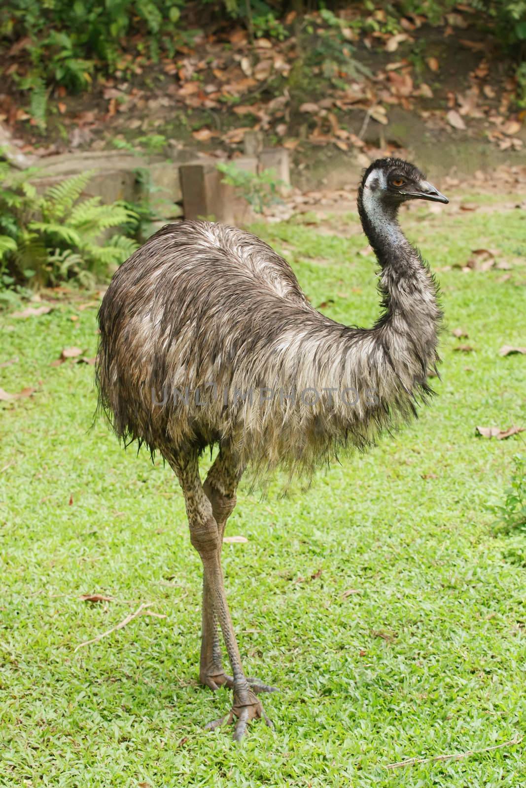Ostrich by kentoh