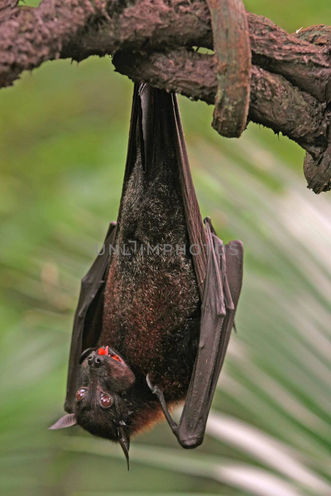 Fruit Bat Animal Hanging From a Tree