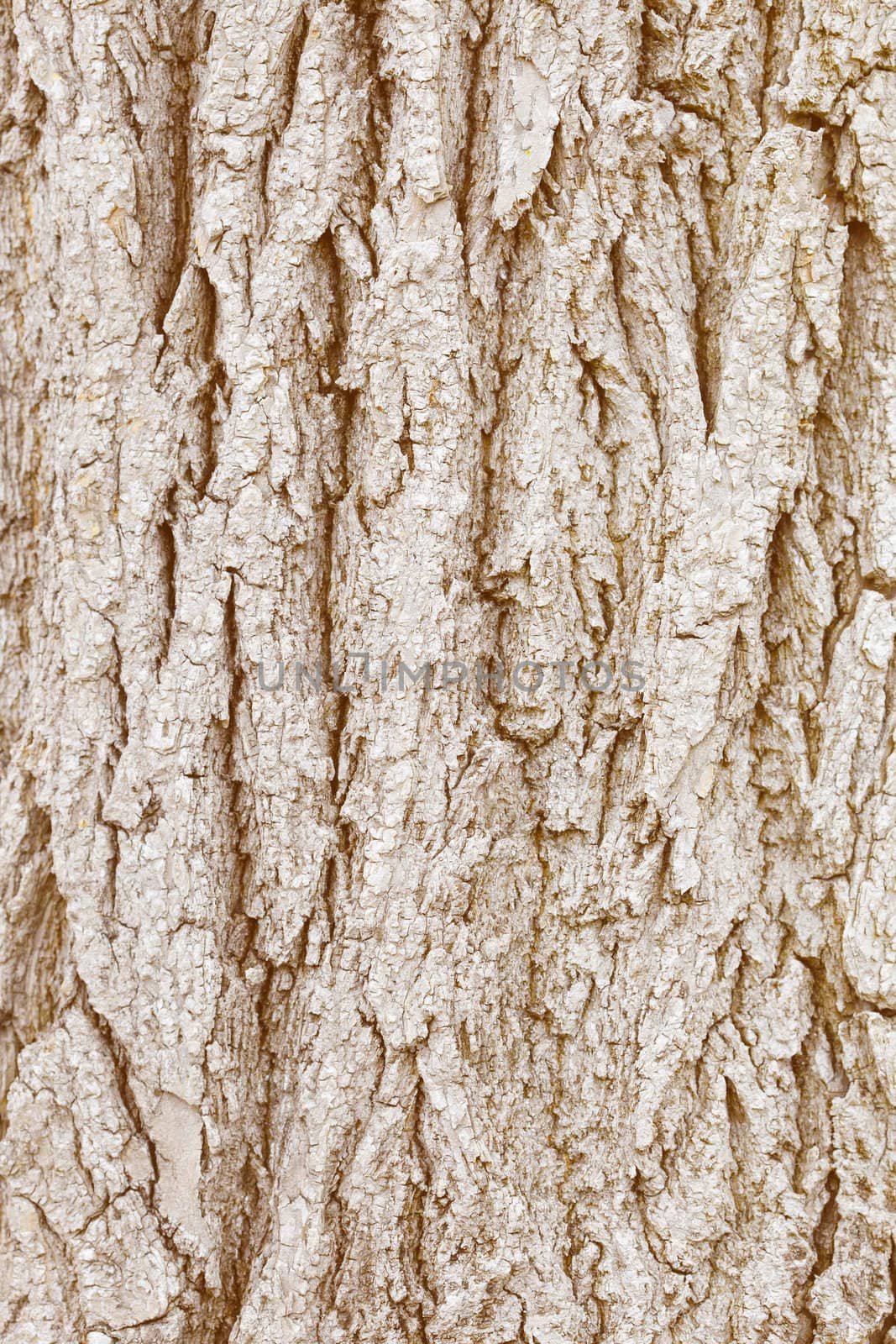 The bark of old wood - natural background