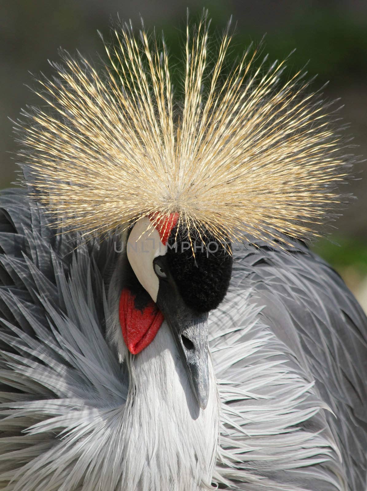 crowned crane near diadem from the image