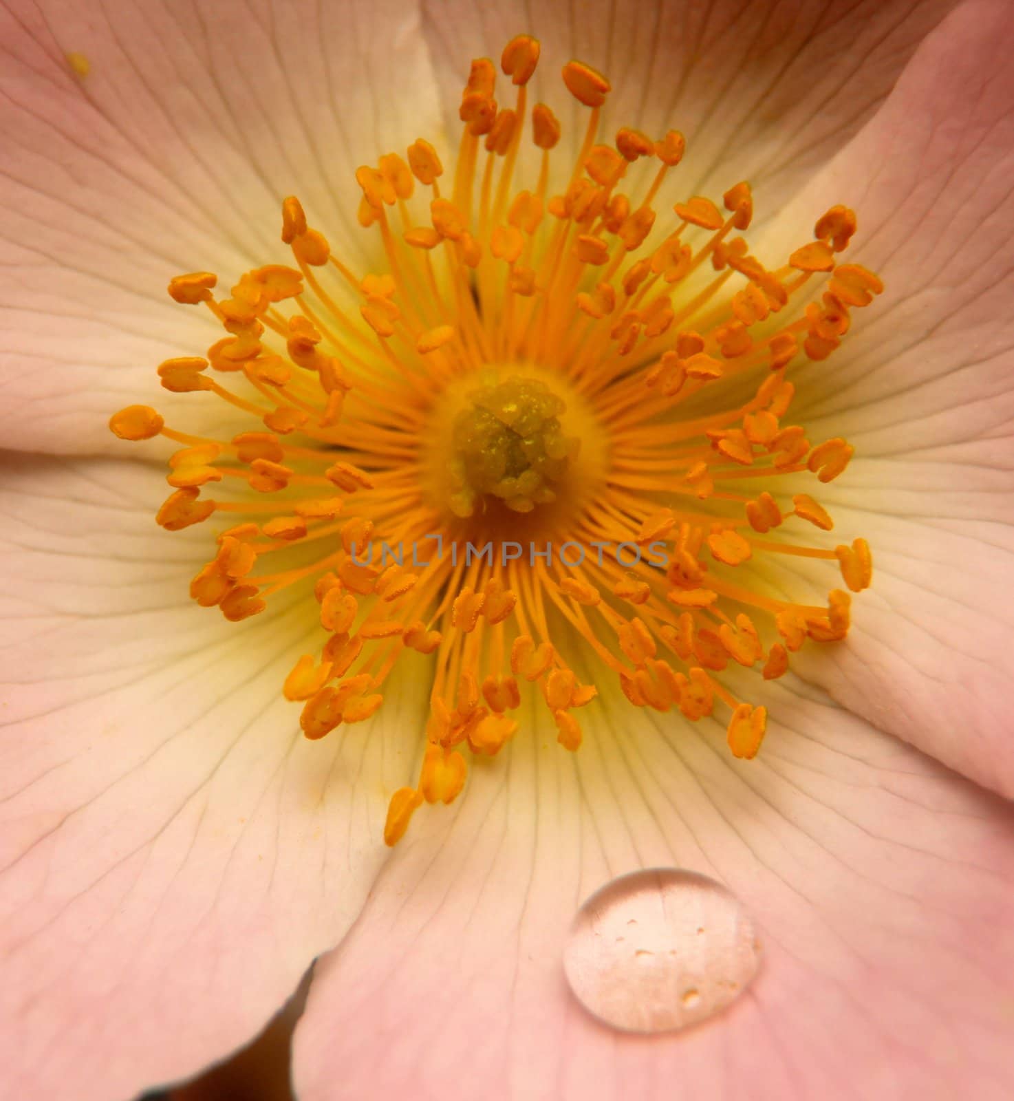 Near the stamen of a flower from a rain drop from.