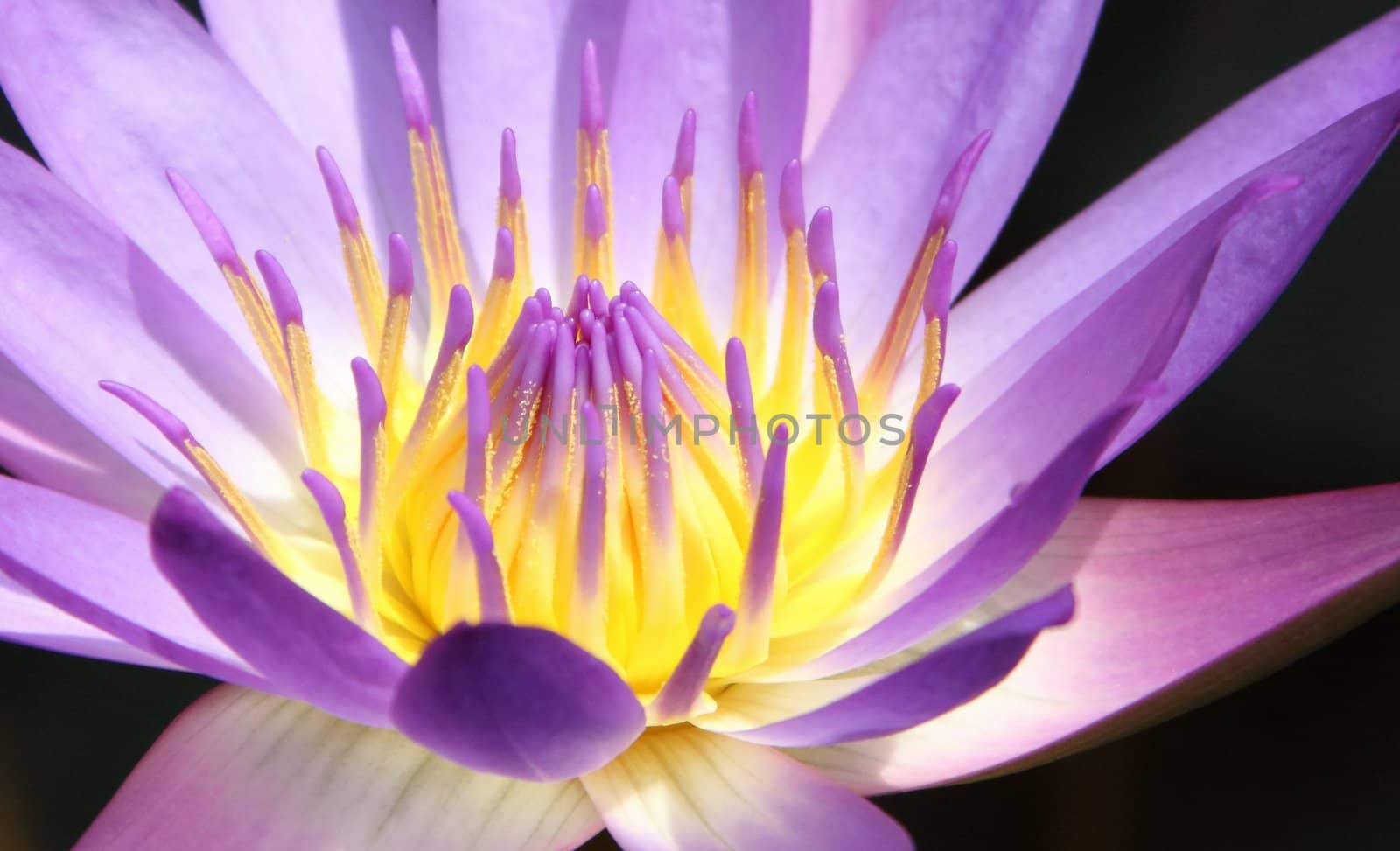 Close to the blue water lily flower.