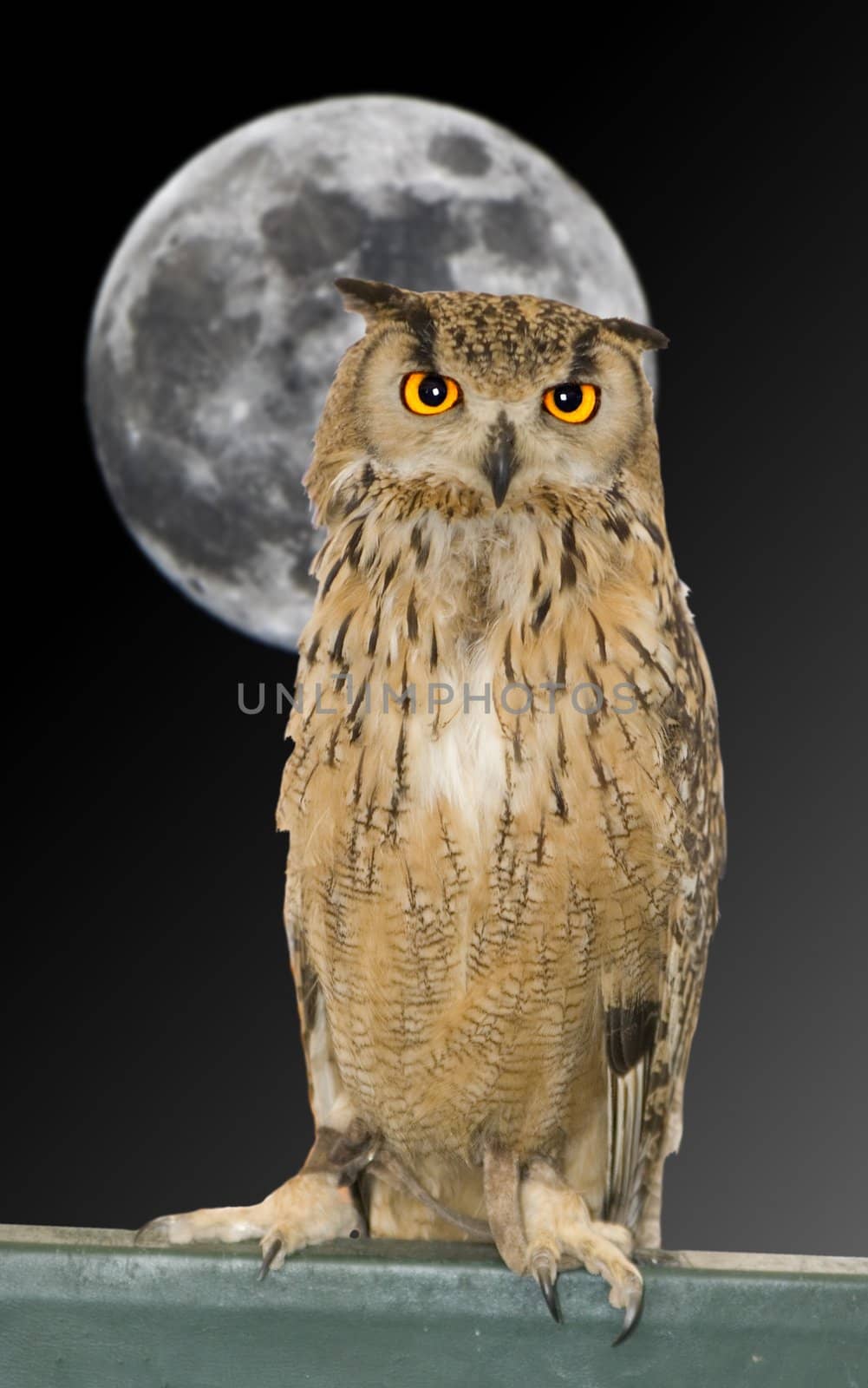 elegant owl night predatory bird of prey