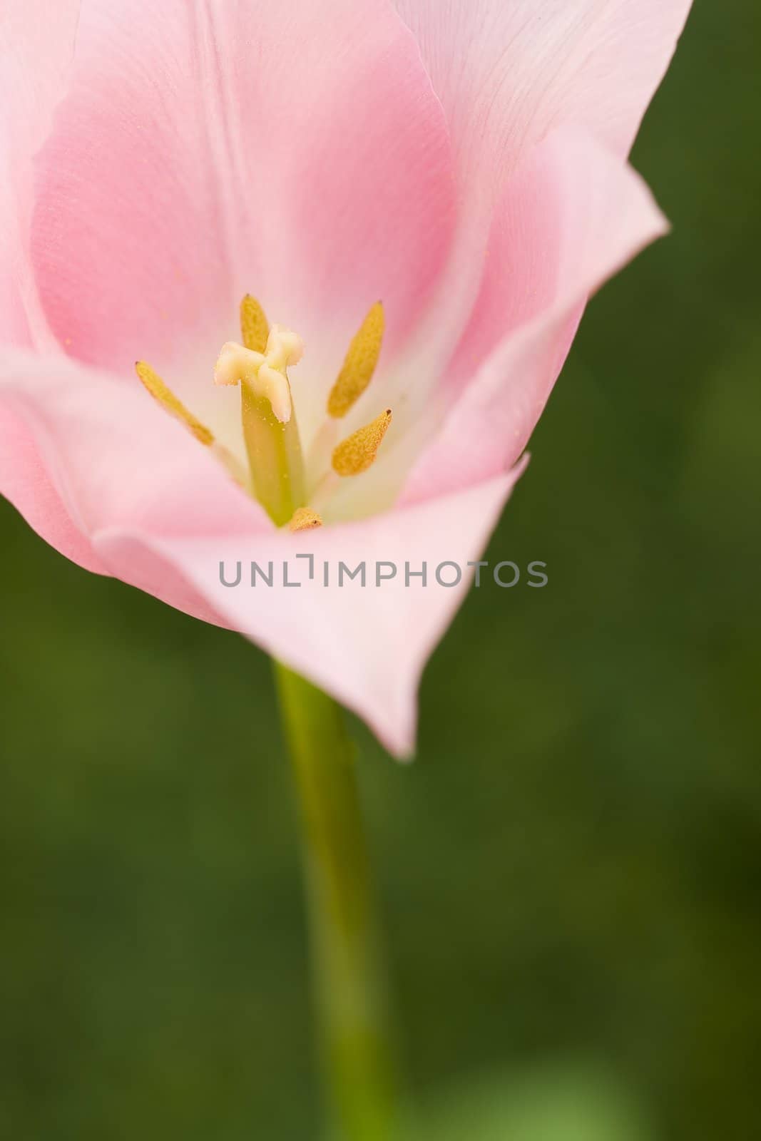 delicate pink lile tulip on a green background growing in the garden