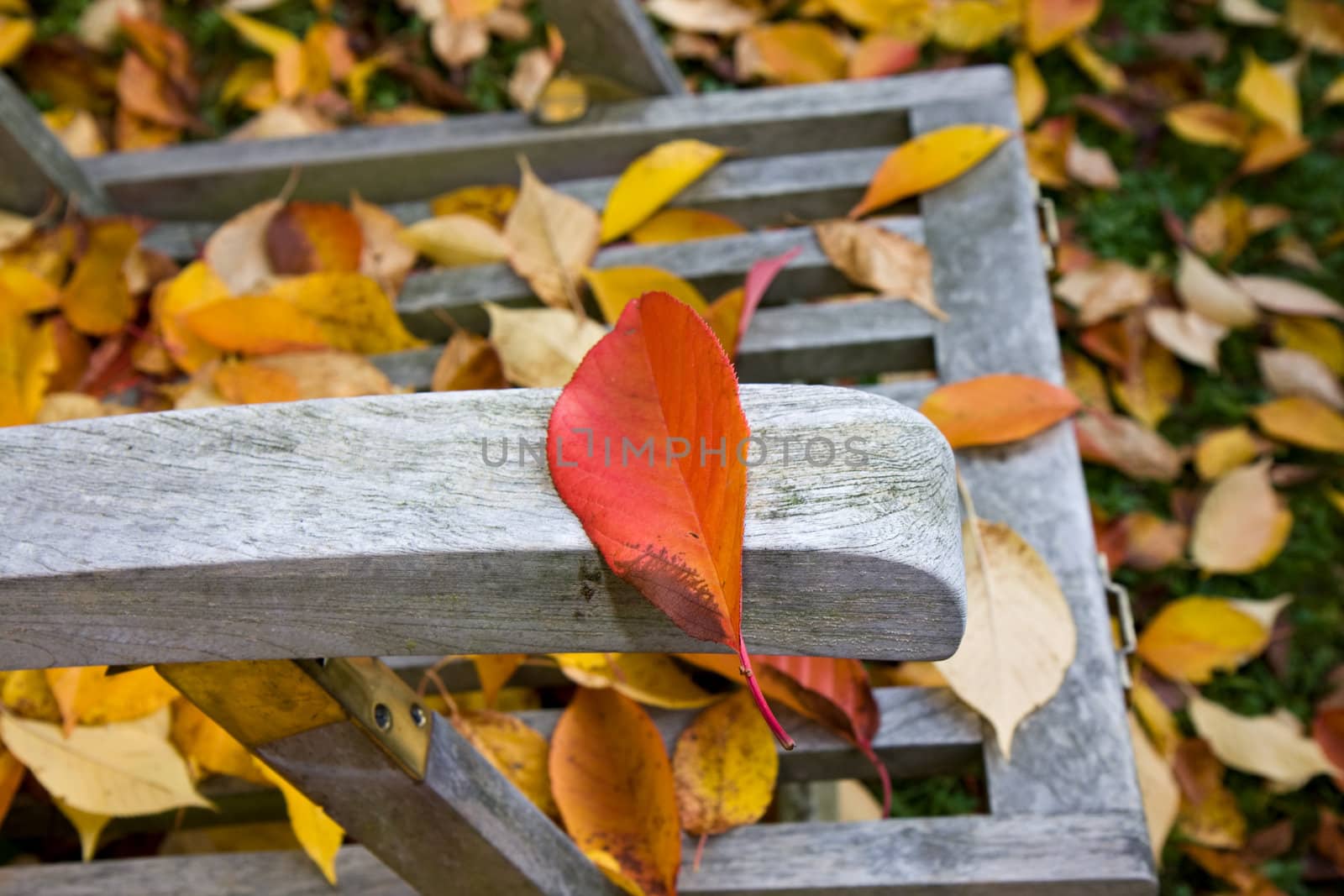 detail of a wooden deckchair covered with leaves in autumn by bernjuer
