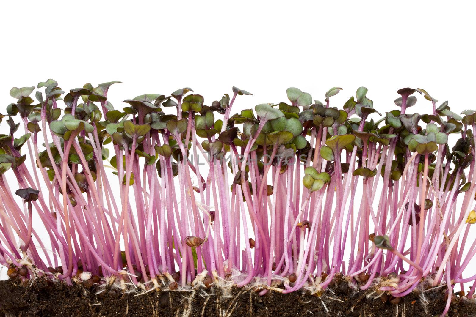 closeup of a row of red cabbage sprouts by bernjuer