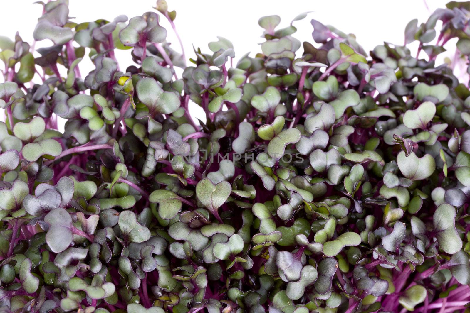 closeup of a row of red cabbage sprouts