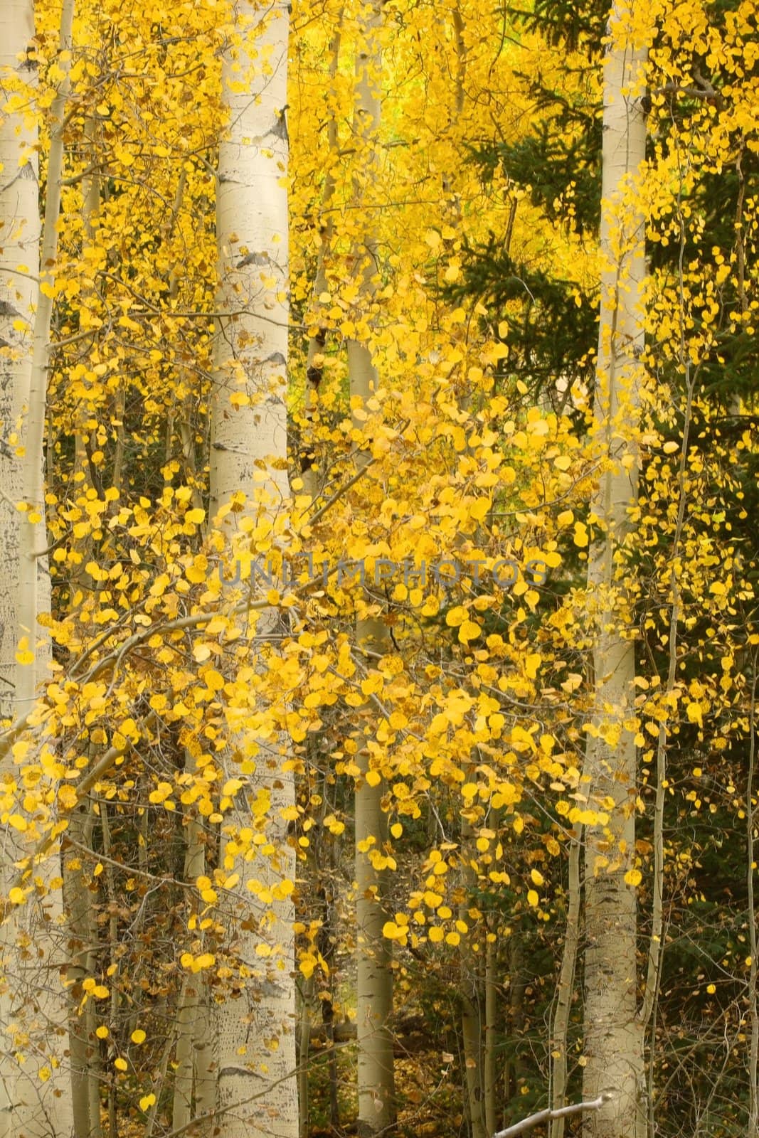 Golden aspen trees in the Colorado Rocky Mountains