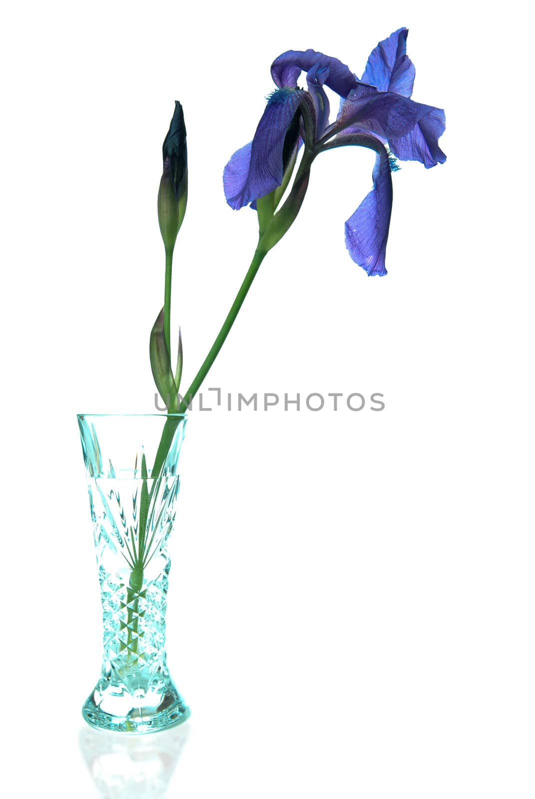 A single iris flower in a crystal vase, isolated against a white background.