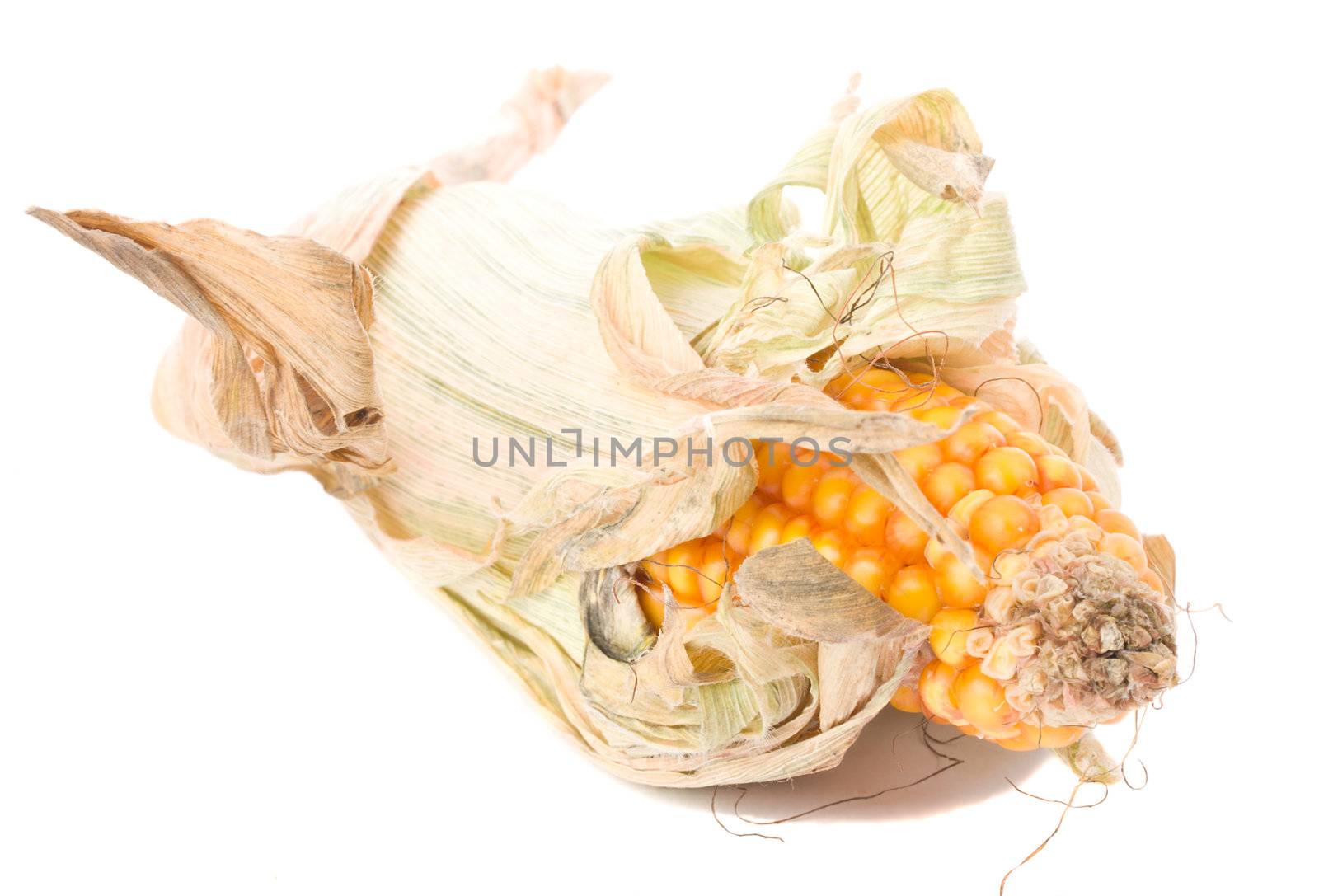 close-up single dried corn, isolated on white