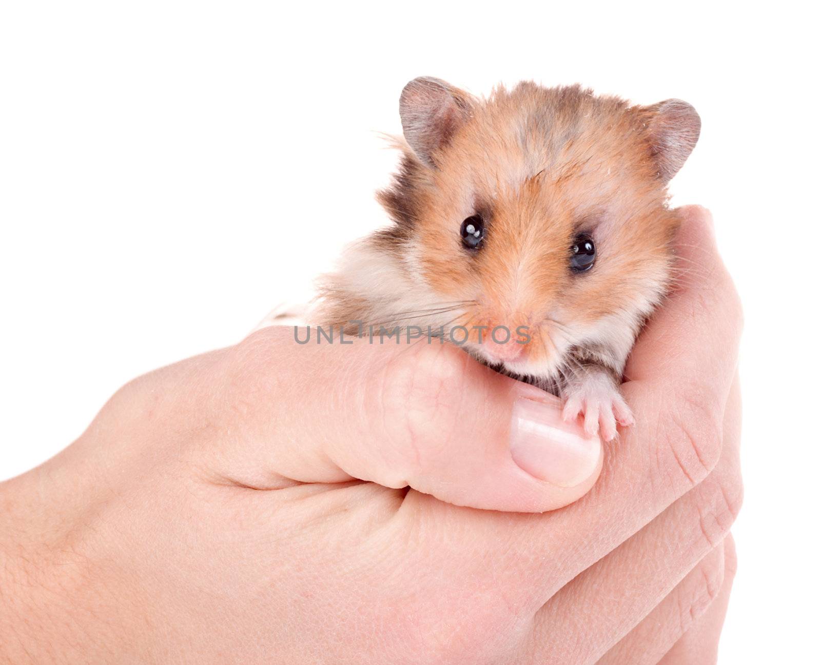 hamster in hand by Alekcey