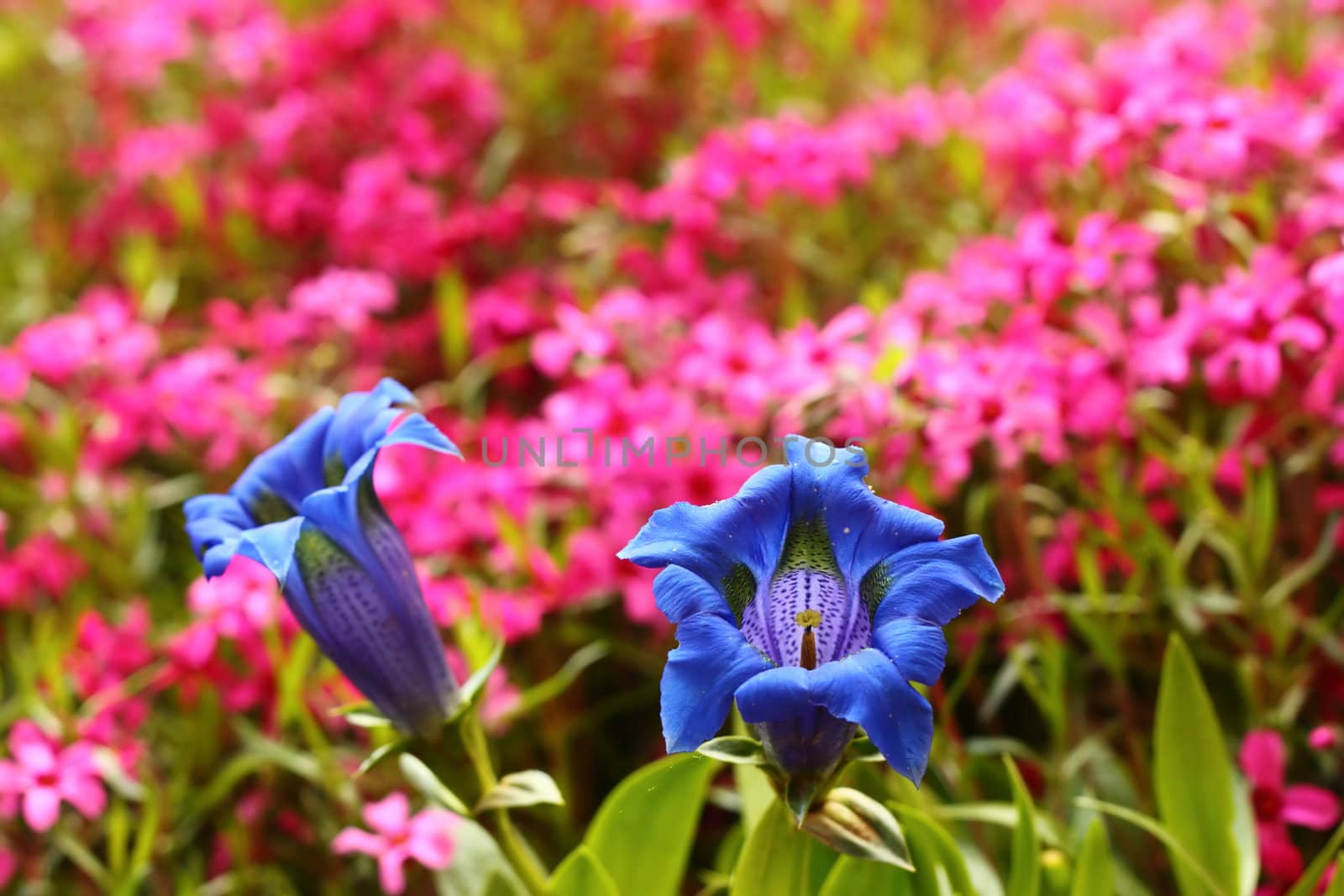 Trumpet gentian, blue spring flower in garden with pink flowers in background