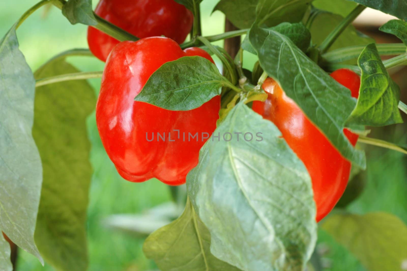 Fresh and ripe red chili bell pepper plant