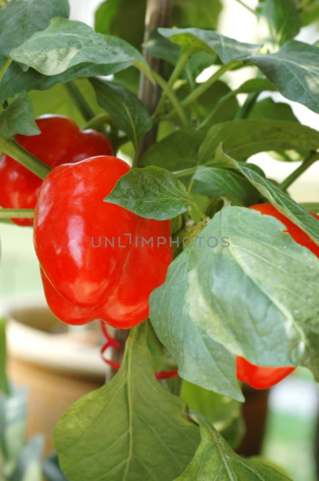 Red Chili Bell Pepper Plant by khwi