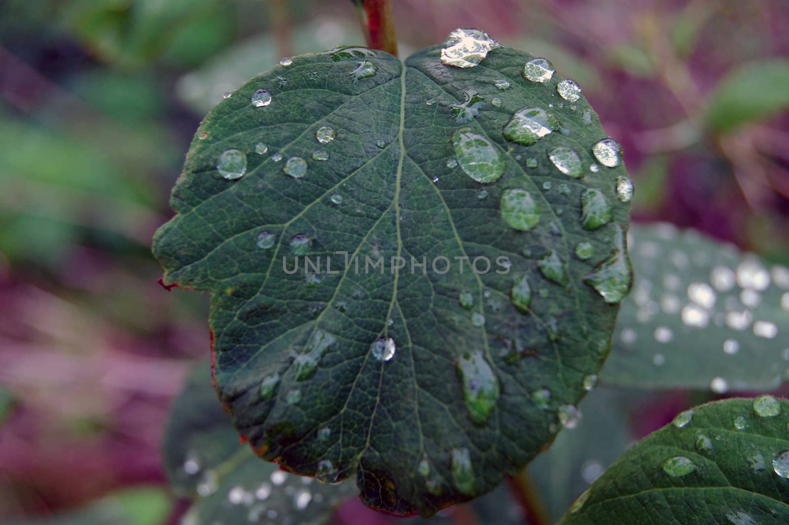 raindrops on a leaf by mojly