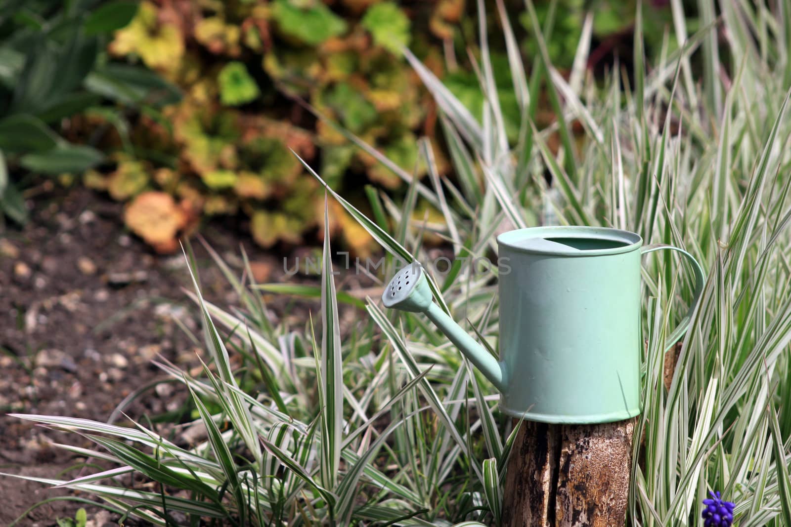 A small pale green watering can set on top of a wooden post, set against silver green grasses in an urban garden setting.