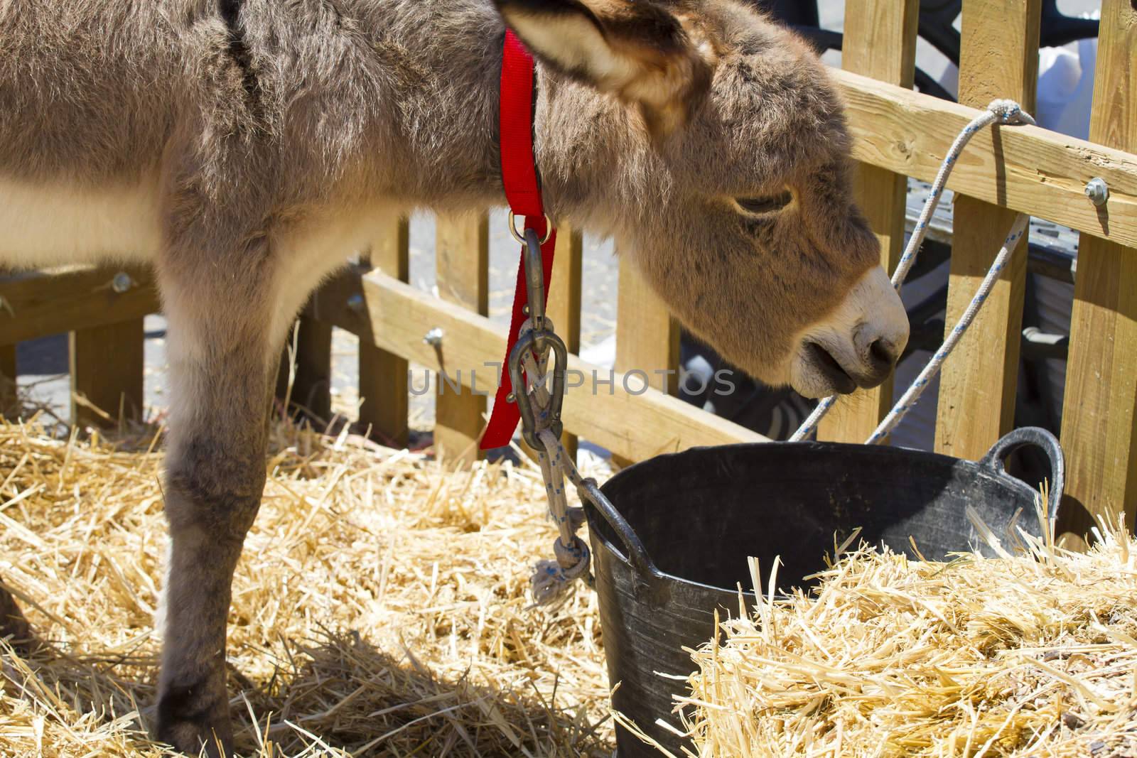 Farmland and Donkey