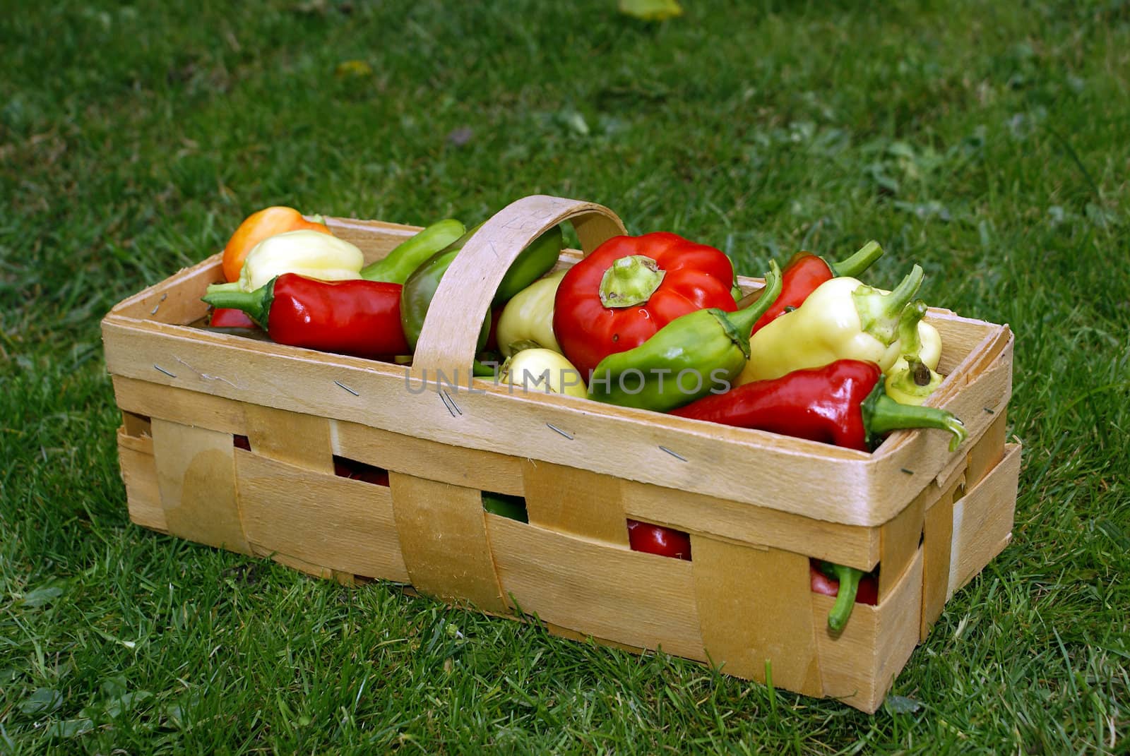 Mixed colorful peppers in a wooden basket.