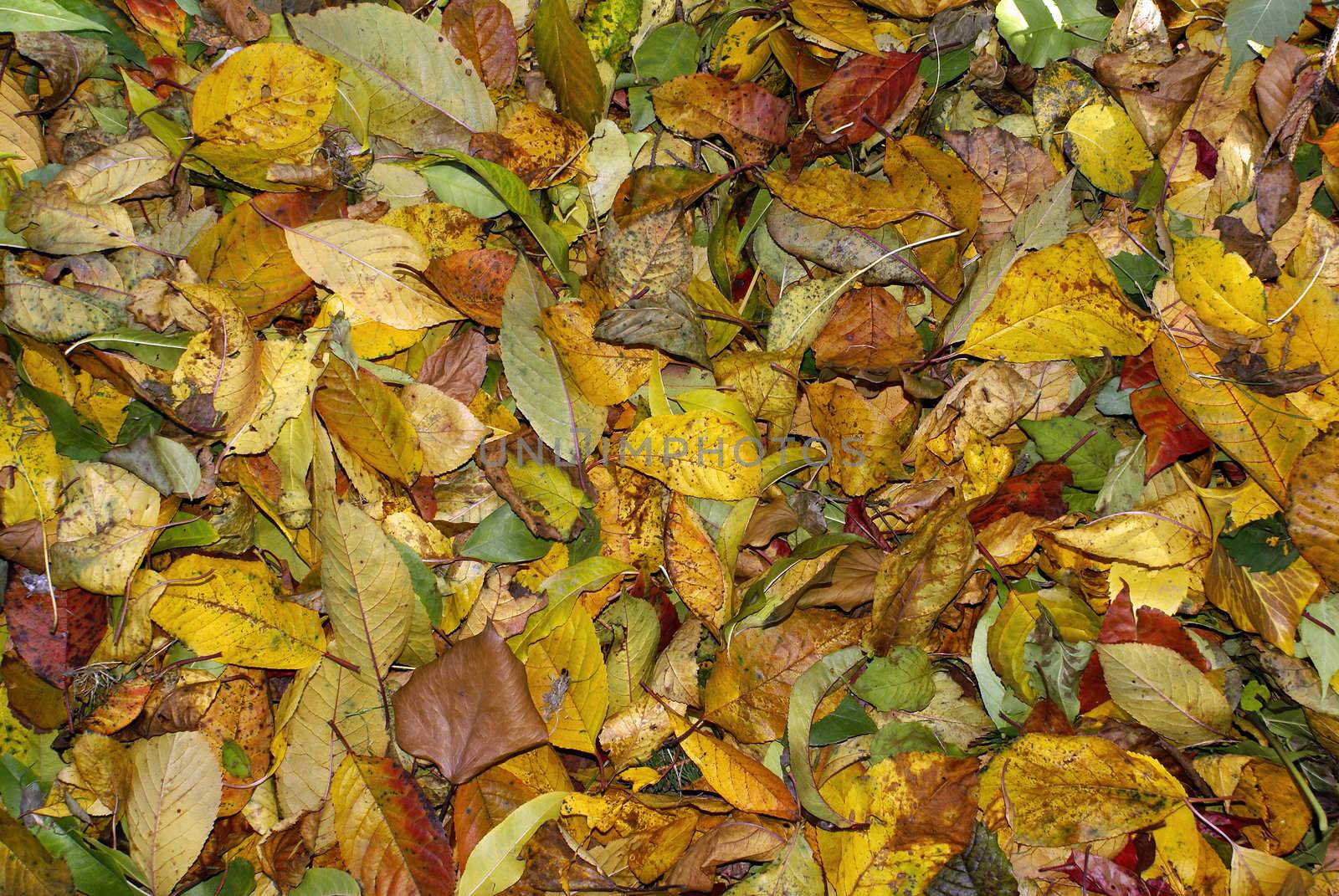 Background of colorful autumn leaves in different shades of yellow green orange and red.