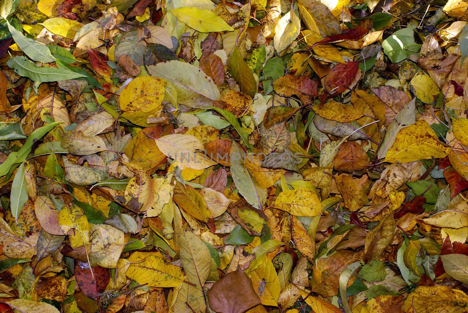 Background of colorful autumn leaves in different shades of yellow green orange and red.